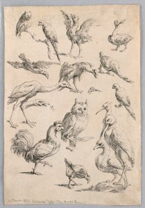 Assortment of Birds, from the 