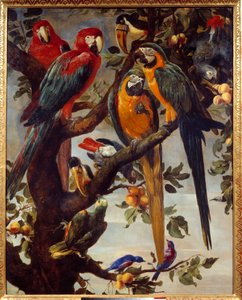 Parrots and other birds by Frans Snyders
