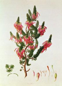 Heather, Erica Sebana, engraved by Mackenzie
