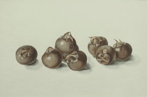 Medlar Fruits by Franz Horny
