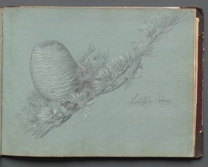 Album with Views of Rome and Surroundings, Landscape Studies, page 49a: Study of an Evergreen Branch with Pinecone by Franz Johann Heinrich Nadorp