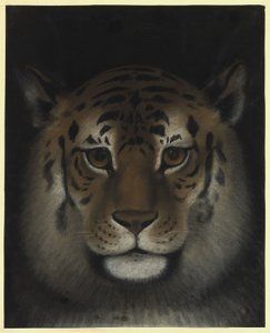 Tiger Head by Franz Krüger