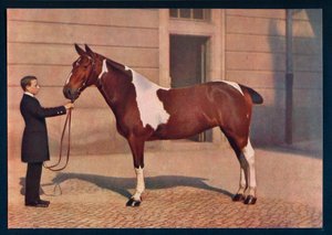 A Photograph of a Horse Taken with a Zeiss Tessar Lens, c1908 by Franz Kuhn