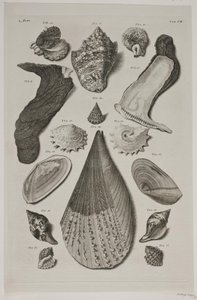 Plate with Shells. Plate 8. by Franz Michael Regenfus