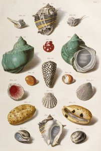 Various seashells, 1758 by Franz Michael Regenfus
