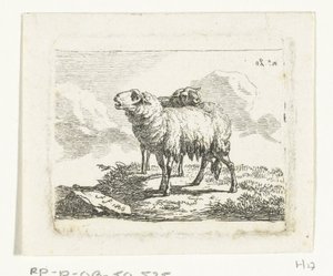 Two Standing Sheep