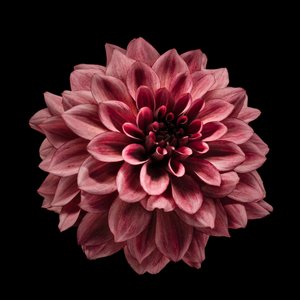 Rich Burgundy Dahlia by Fred Louwen