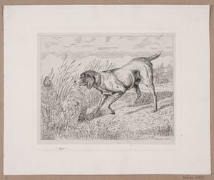 A Hunting Dog by Frede Aamodt