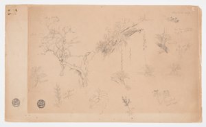 A Group of Thirteen Botanical Studies from Colombia or Ecuador by Frederic Edwin Church