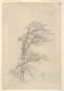 A Pitch Pine by Frederic Edwin Church
