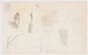 Botanical Sketches from Colombia: Bamboo Trees, Trunks and Details by Frederic Edwin Church
