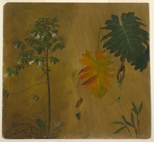Botanical Study, Jamaica