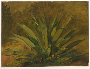 Century Plant