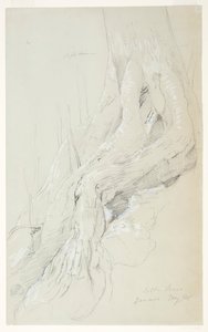 Cotton Tree Roots Growing on a Slope, Jamaica by Frederic Edwin Church