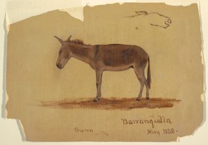 A Donkey, Baranquilla, Columbia, May 1853 by Frederic Edwin Church