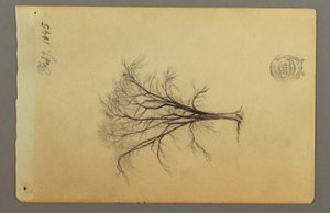 A Leafless Tree, February 1845 by Frederic Edwin Church