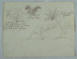 Bamboos, Vine and a Young Palm, Plant, and Two Scenes of Rain Falling from Clouds over Ridges, Rio Magdalena, Colombia, 1853, probably May by Frederic Edwin Church