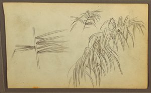 Botanical Sketches, 1857 by Frederic Edwin Church