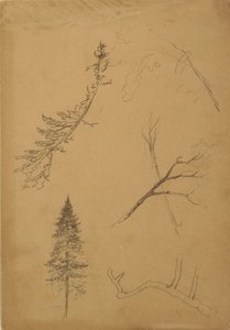 Botanical Sketches, 1888 by Frederic Edwin Church