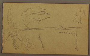 Botanical Sketches, June 1865