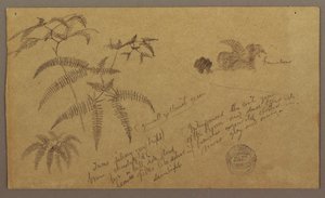 Botanical Sketches, May–August 1865 by Frederic Edwin Church