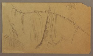 Botanical Sketches, May–August 1865