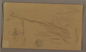 Botanical Sketches Showing Details of a Plant, Jamaica, July 1865