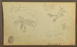 Botanical Sketches; Verso: Botanical Sketches, 1857 by Frederic Edwin Church