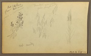 Botanical Sketches, House; Botanical Sketches, 1857 by Frederic Edwin Church