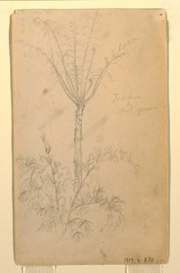 Botanical Studies of Tree, May–June 1857