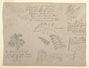 Botanical Studies, Seen from the Rio Magdalena, Colombia, 1853 by Frederic Edwin Church