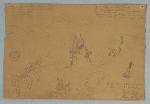 Drawing. Botanical and Cloud Sketches Near Quito, Ecuador by Frederic Edwin Church