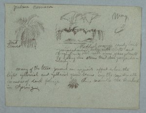 Camaca Palm, a Group of Trees and Vines on a River Bank, Bird, and a Bunch of Leaves, Rio Magdalena, Colombia, May 1853 by Frederic Edwin Church