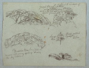 Five Studies of Tree Tops, Rio Magdalena, Colombia, 1853, Probably May