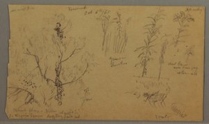 Flora Studies, October 6, 1865 by Frederic Edwin Church