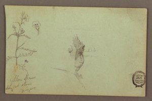 Flowering Plant and a Rock between the American and Canadian Falls at Niagara, possibly 1858 by Frederic Edwin Church