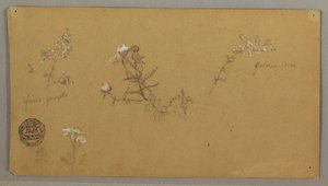 Flowering Plants, ca. 1856 by Frederic Edwin Church