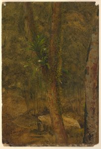 Jungle Scene, June 1865