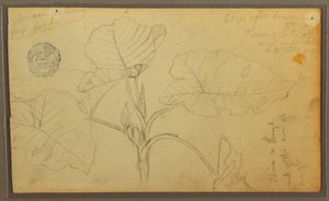 Leaves, 1857
