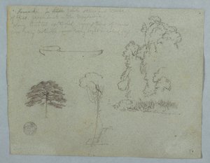 Nature Studies from the Rio Magdalena, Colombia: Trees, Vines and a Canoe, May 1853