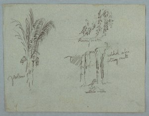 Plant Studies from the Rio Magdalena, Colombia, 1853, probably May by Frederic Edwin Church