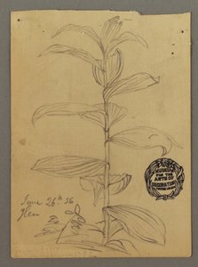 Plant Study, June 26, 1856 by Frederic Edwin Church