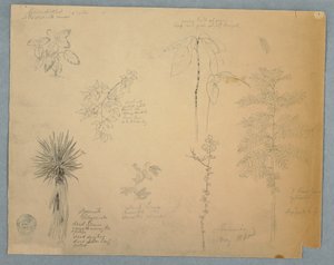 Spanish Bayonet with a Tree and Five other Plant Studies, Jamaica, May 1865 by Frederic Edwin Church
