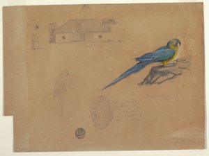 Studies from Guaccamaya, Bogotá, Colombia, June-July 1853 by Frederic Edwin Church
