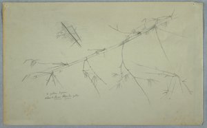 Study of Bamboo, Jamaica, May–August 1865 by Frederic Edwin Church