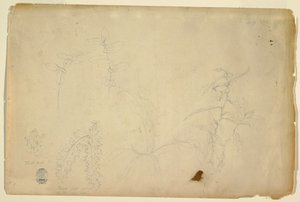 Thorns and Thistles, July 1844 by Frederic Edwin Church