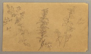 Three Plant Studies, October 1865 by Frederic Edwin Church