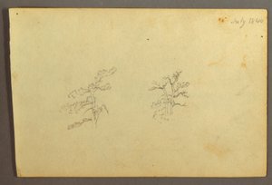 Trees, July 1844 by Frederic Edwin Church