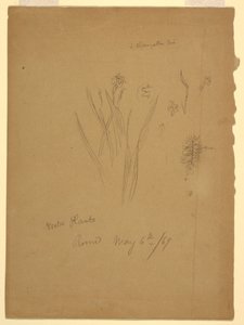 Drawing, Water Plants, Rome Italy by Frederic Edwin Church
