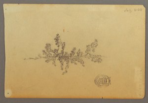 Evergreen Tree by Frederic Edwin Church